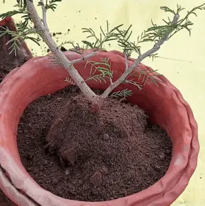repotting shami plant