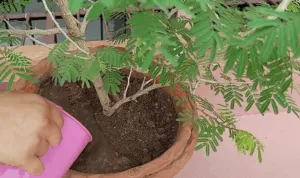 Watering Shami plant
