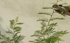 pruning of Shami plant leaves