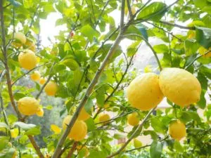 lemon plant
