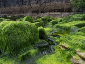 green algae