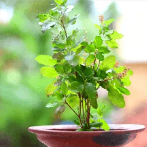 tulsi plant