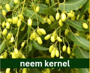 neem kernel