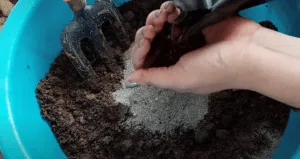 Adding neem cake powder in soil
