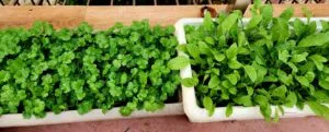 Container gardening
