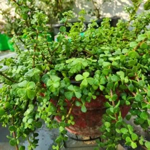 Jade plant in clay pot