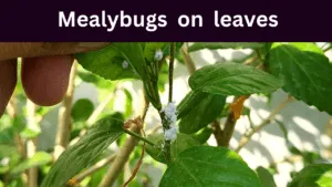 How to Get Rid of Mealybugs from Hibiscus Plant