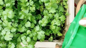 watering coriander