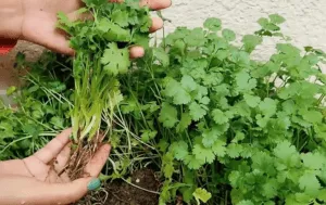 coriander harvesting