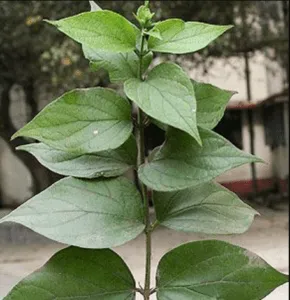 night jasmine leaves