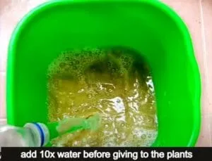 mustard cake liquid fertilizer