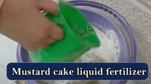 mustard cake liquid fertilizer