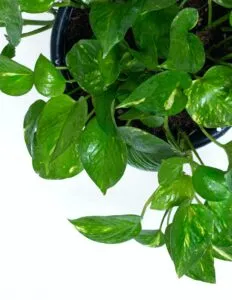 Money Plant Care Tips