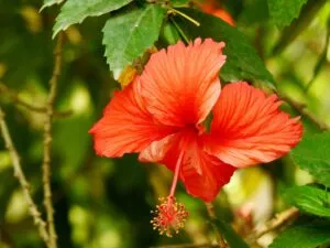 sunlight for hibiscus plant