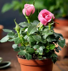 rose plant in pot