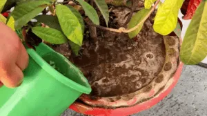 vermicompost tea