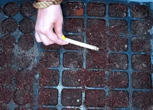 Seedling tray