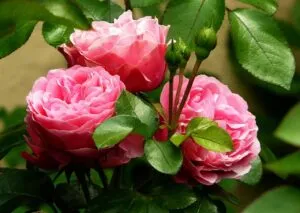 rose plant