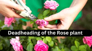 Pruning Of Roses