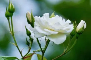Roses 2604125 1280 1