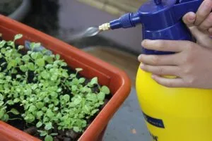 Watering 603826 1280