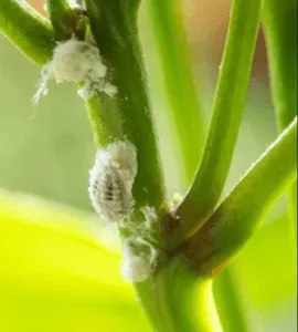 how to control pest attack in the Rose Plant