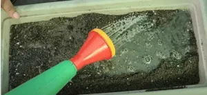 give water before adding seeds