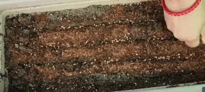 coriander seeds in pot