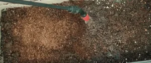 water spray to coriander