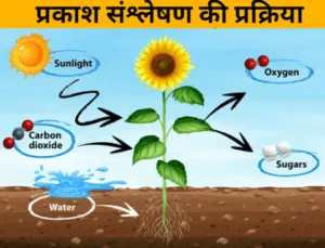 process of photosynthesis