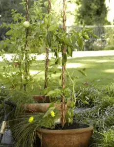 wooden support sticks