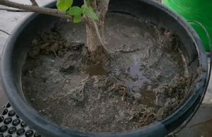 overwatering