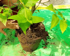 root bound night in jasmine plant