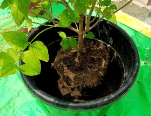 new pot