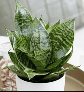 snake plant