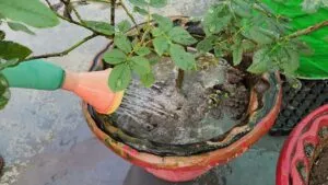 watering to rose plant