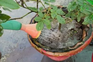 watering to rose plant