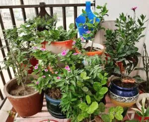 all plants outdoor