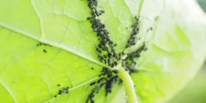 aphids on leaves