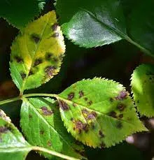 black spot in rose