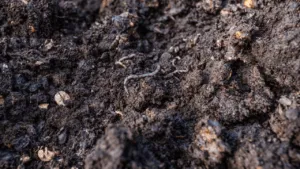 compost