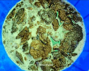 cow dung decompose