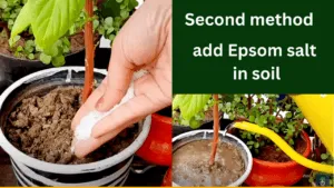 add epsom salt in soil