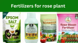 fertilizers for rose plant
