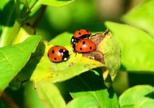 ladybugs