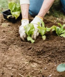 outdoor gardening