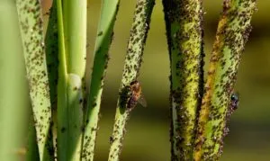 pest attack on plant