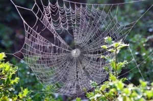 spider mites