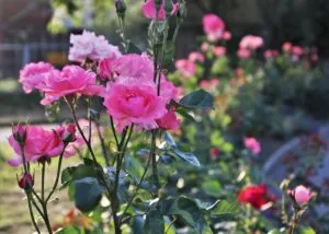 pink rose