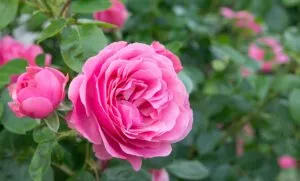 rose flowers